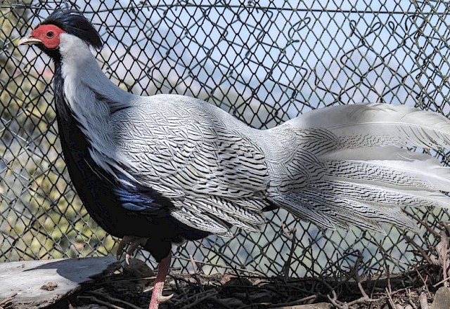 Himalayan Bird Park