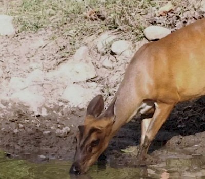 Himalayan Nature Park Kufri